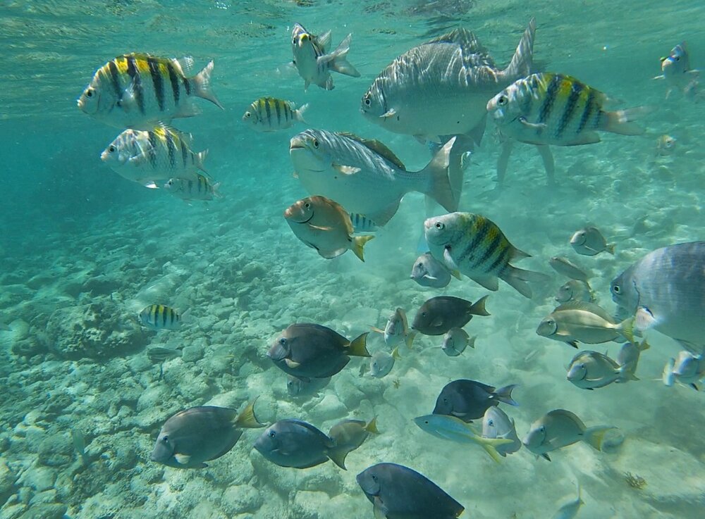places to snorkel in Aruba baby beach