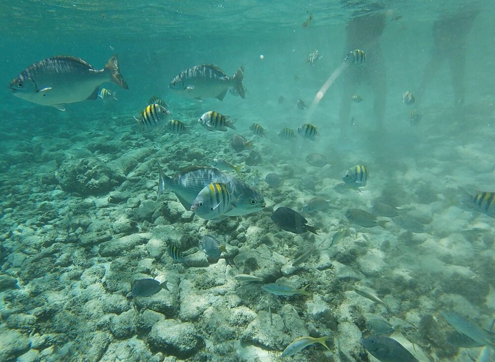 places to snorkel in Aruba baby beach