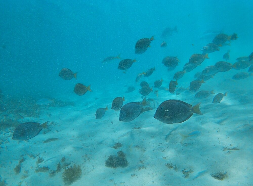 places to snorkel in Aruba baby beach