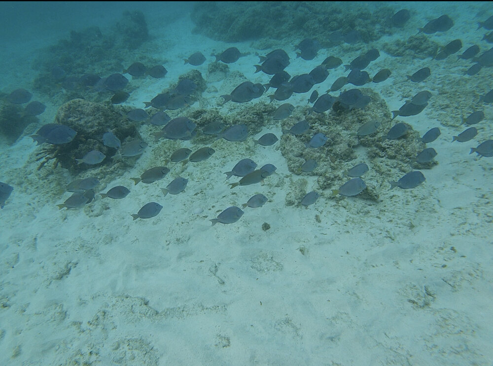 places to snorkel in Aruba boca catalina 