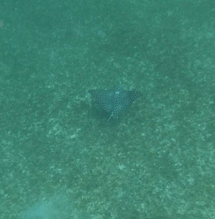 places to snorkel in Aruba boca catalina 