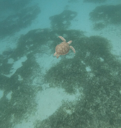 places to snorkel in Aruba boca catalina