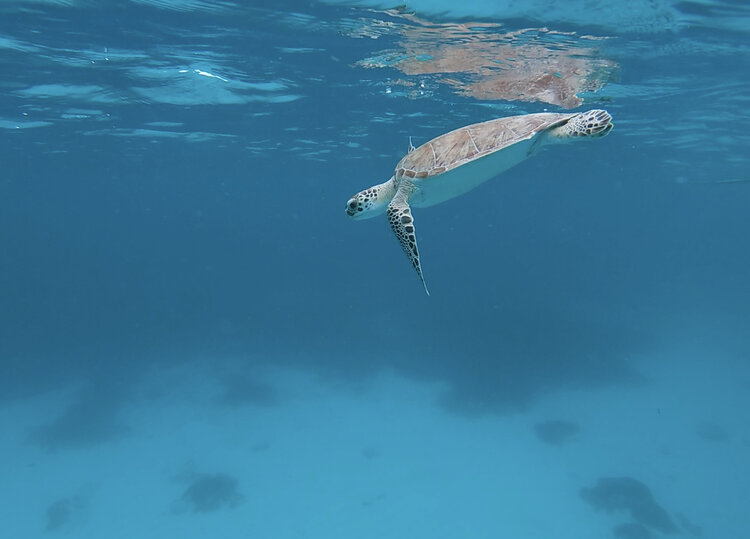 places to snorkel in Aruba boca catalina 