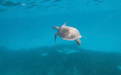 Three Best Places to Snorkel in Aruba