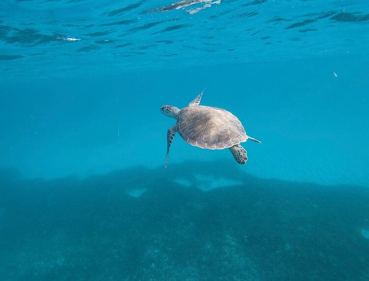 places to snorkel in Aruba boca catalina 